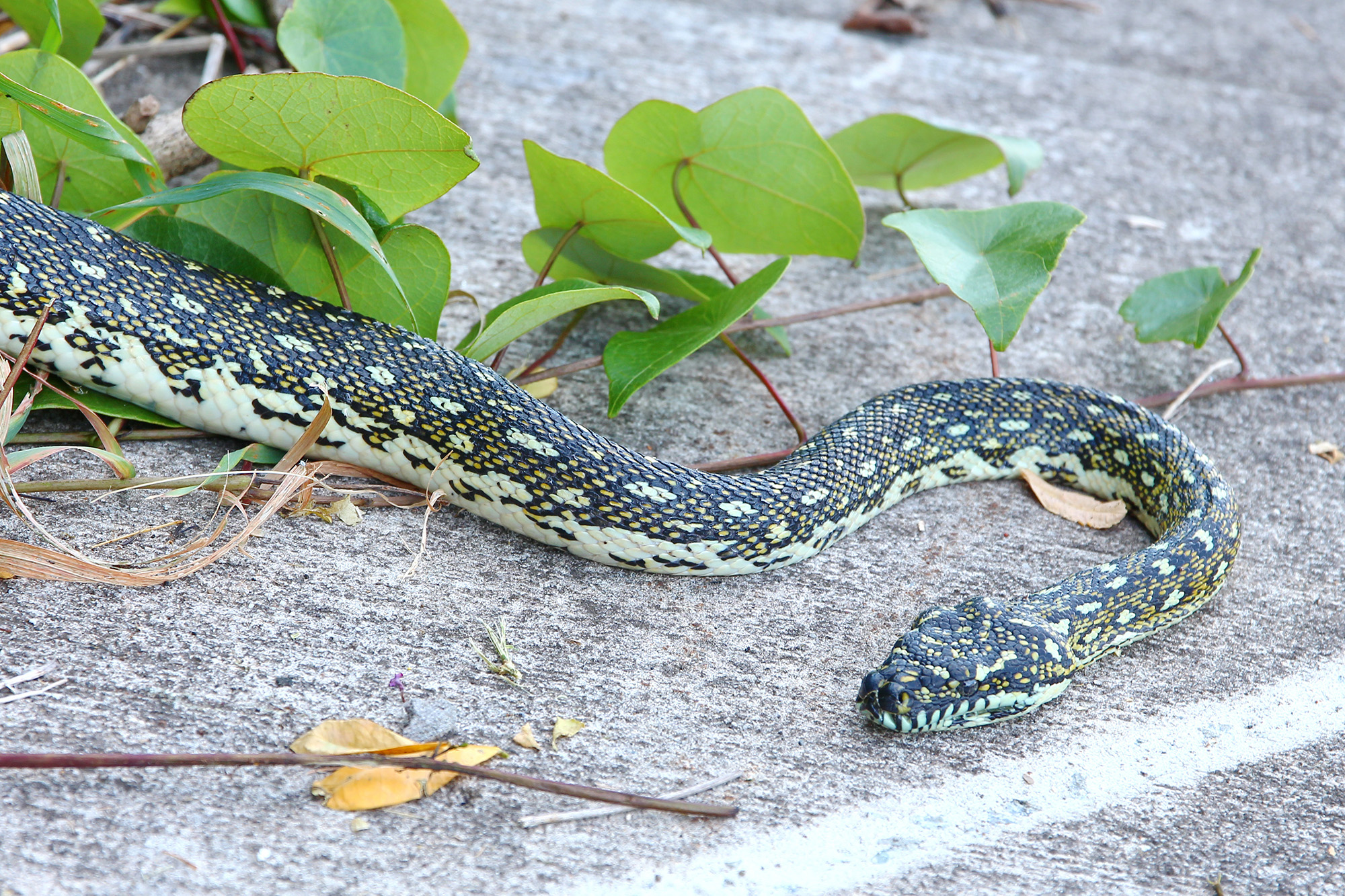 Australian python snake