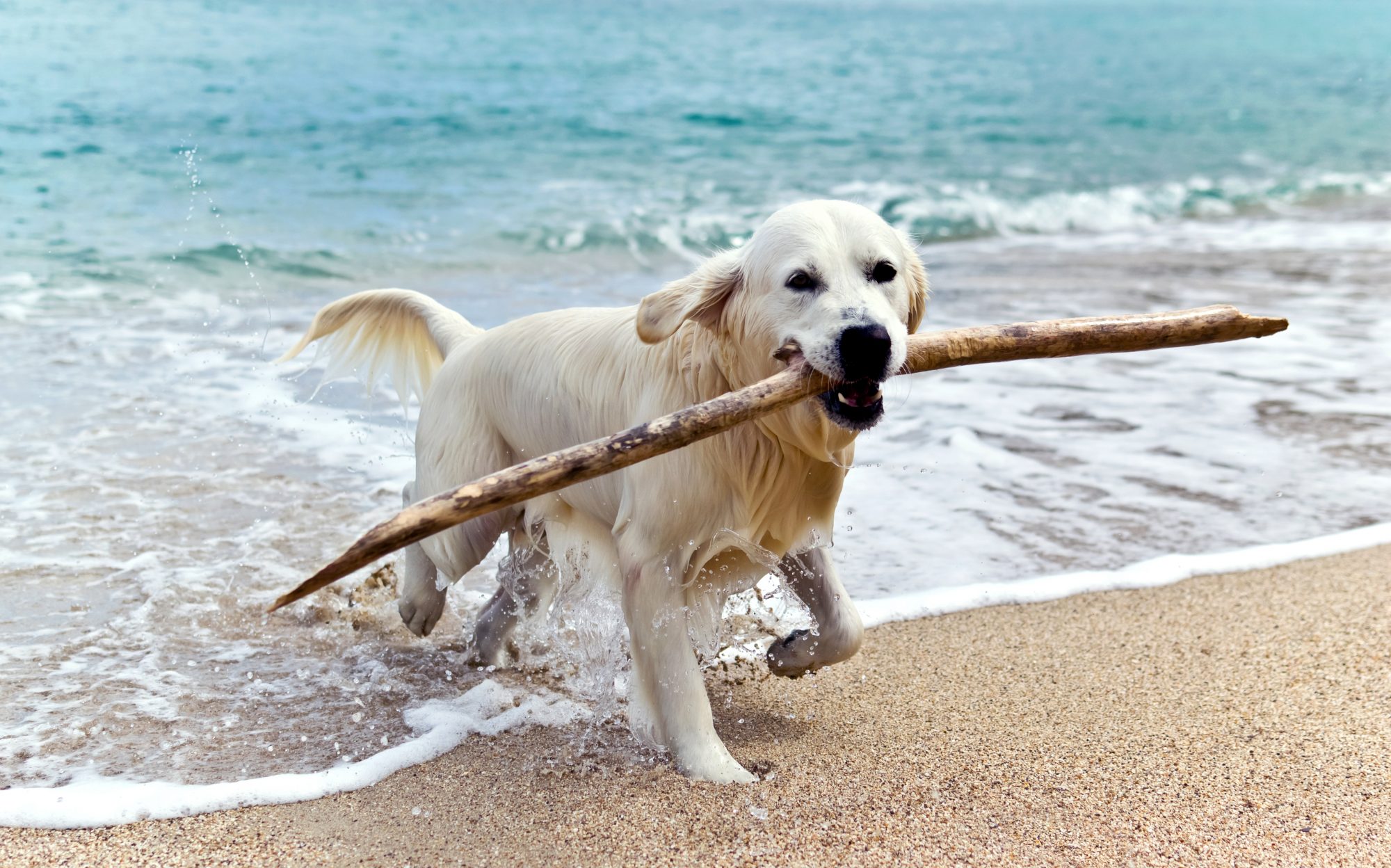 Labrador retriever on the beach with a stick in its mouth