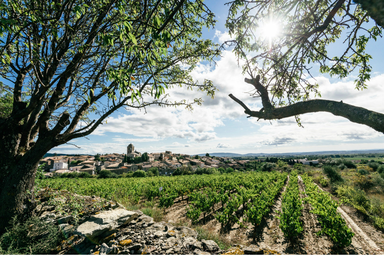 New Languedoc Stars: La Livinière Wines Shine