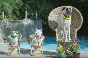 dogs visit day spa