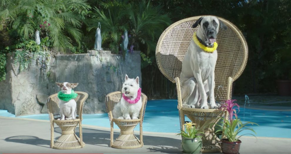 dogs visit day spa