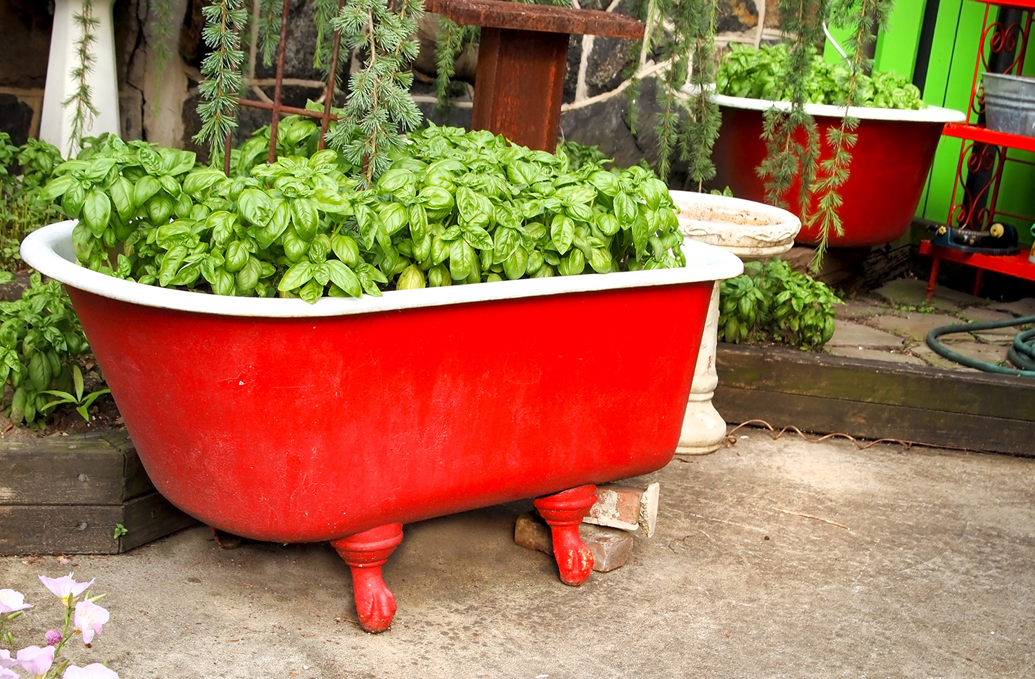 Basil in a Red Bathtub