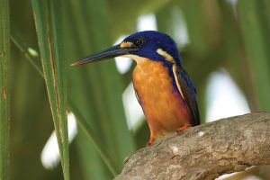 An Azure Kingfisher spotted in Kakadu National Park
