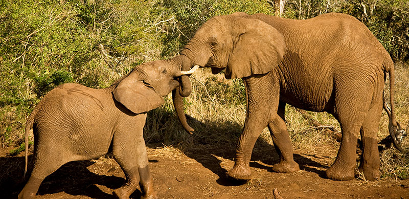 Kenya Amboseli National Park Elephants