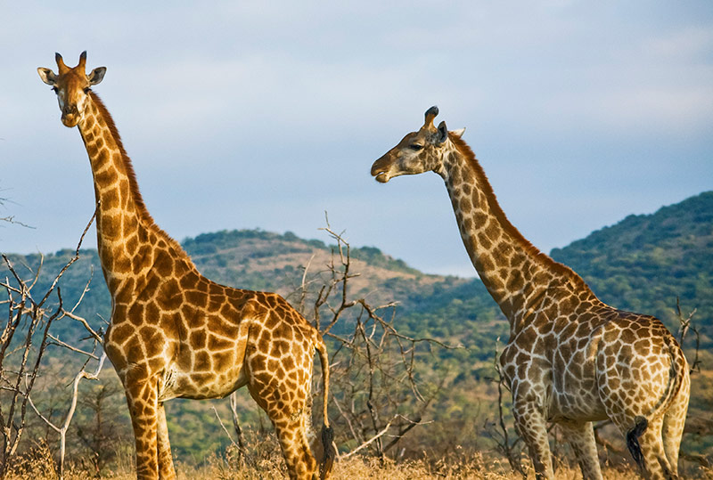 Kenya Amboseli National Park Safari Giraffes 