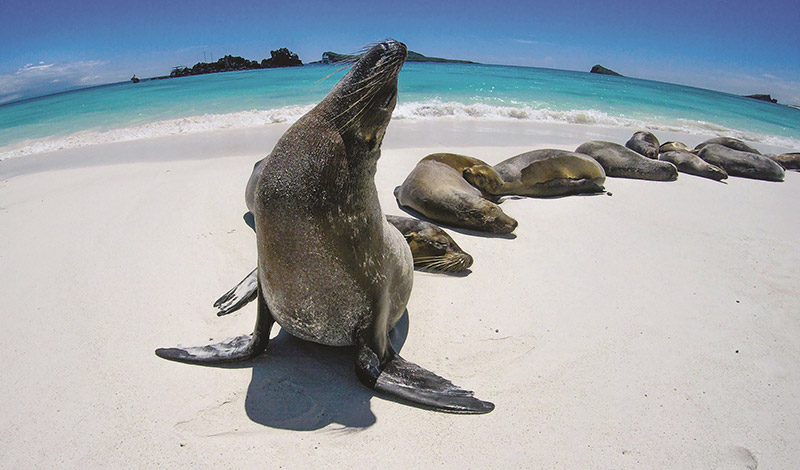Galapagos-Sea-Lion