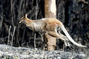 animals survive bushfire