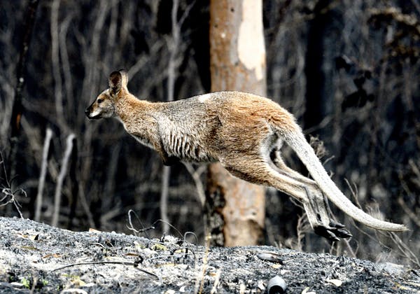 animals survive bushfire