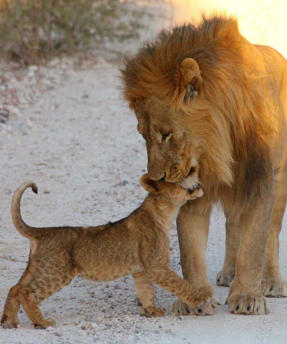 Lion-cub-shutterstock
