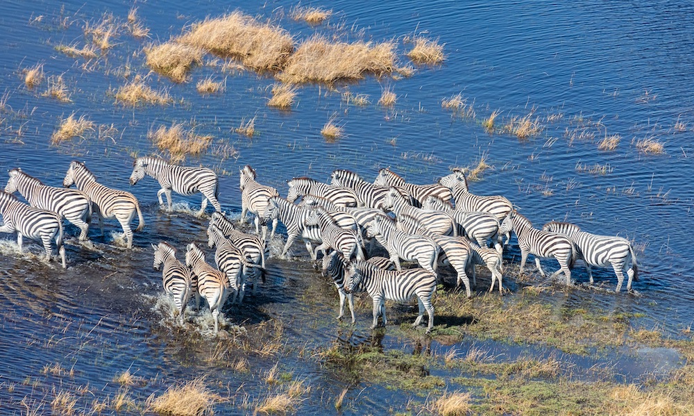 Zebra Migration Okavango, Botswana