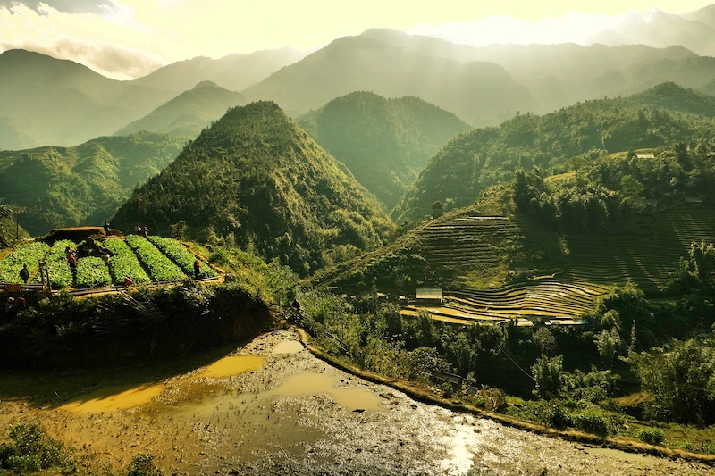 Mountain rice field in Sapa, Vietnam at dawn with rays of sun light