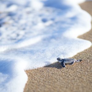 Baby turtle entering sea