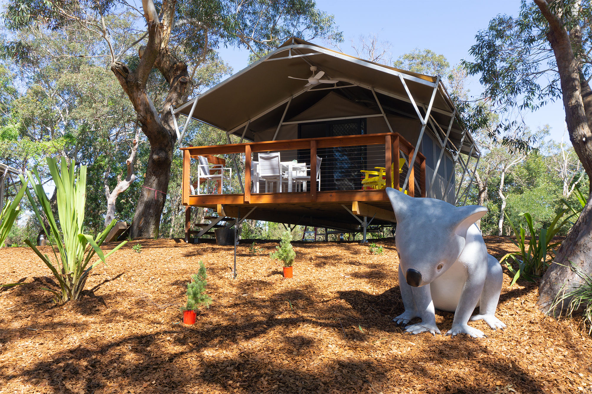 koala-in-front-of-tent