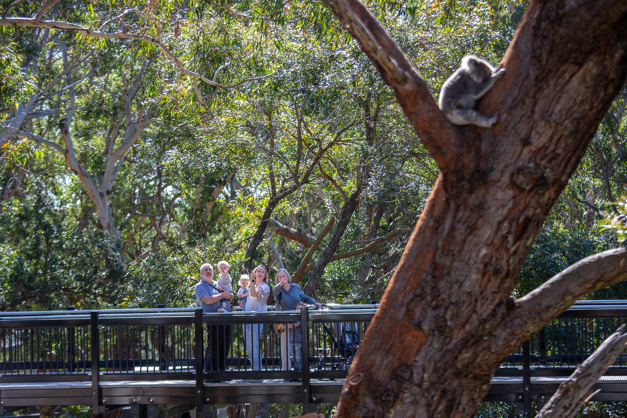 koala-viewing-platform